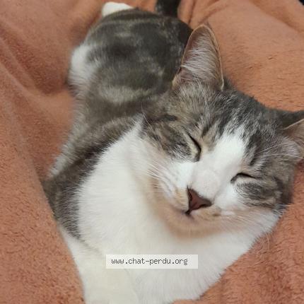 Foto 1/1 Sushis Chat perdido en Lunel