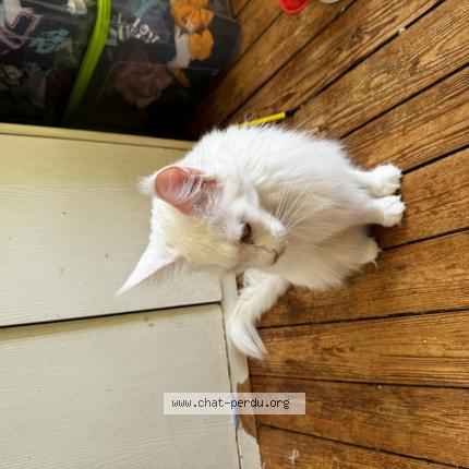 Foto 1/1 Uma Chat perdido en Saint sauveur village