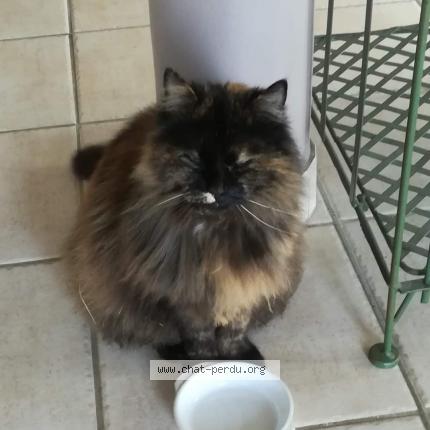 Foto 1/1 Craquotte Chat perdido en Wintzenheim kochersberg