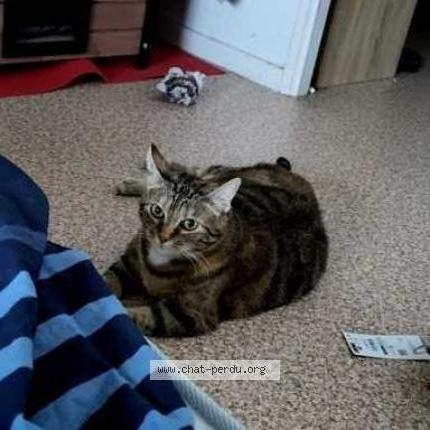 Foto 1/5 Gato encontrado Encontrado en Lyon