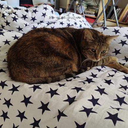 Foto 2/5 Gato encontrado Encontrado en Lyon