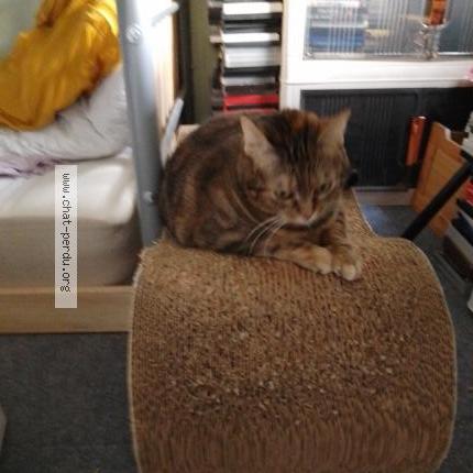 Foto 3/5 Gato encontrado Encontrado en Lyon