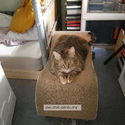 Foto 4/5 Gato encontrado Encontrado en Lyon