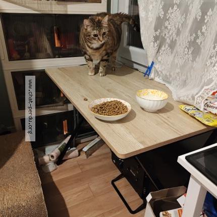 Foto 5/5 Gato encontrado Encontrado en Lyon