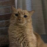 Foto del gato perdido en Belin Beliet