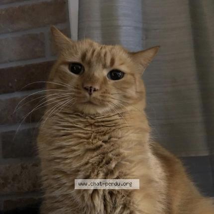 Foto 1/1 Black Chat perdido en Belin beliet