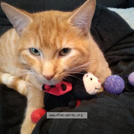 Foto 1/1 Rusty dit Bloup Chat perdido en Bonneuil matours