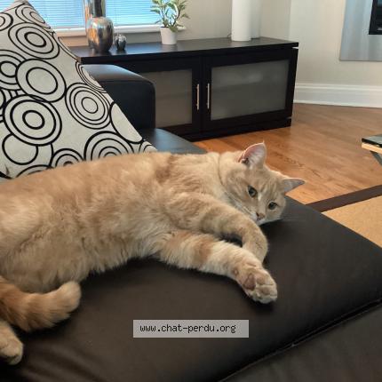 Foto 1/1 Albert Chat perdido en Austin en estrie