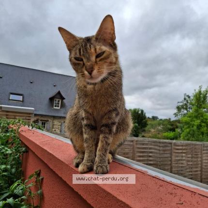 Foto 1/1 KAPSULE Chat perdido en Menil