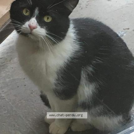 Foto 1/1 Gato encontrado Perdido en Pierre percee 54540