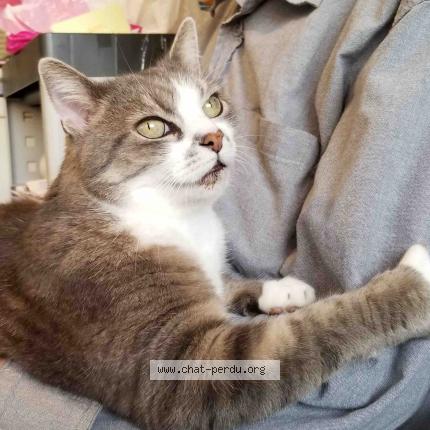 Foto 1/1 Monsieur Chat Chat perdido en Saint simeon