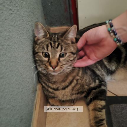 Foto 1/1 Ulysse Chat perdido en Pont du chateau