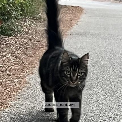 Foto 1/1 Alfie Chat perdido en Peymeinade
