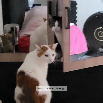 Foto 1/1 MILKY Chat perdido en Dax