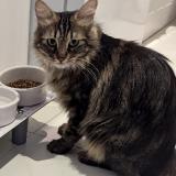 Foto del gato perdido en Vallauris