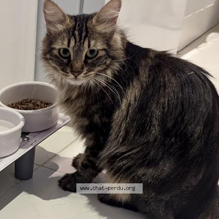 Foto 1/1 Shadow Chat perdido en Vallauris