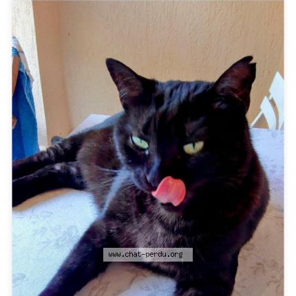 Foto 1/1 Mia Chat perdido en Bosroumois