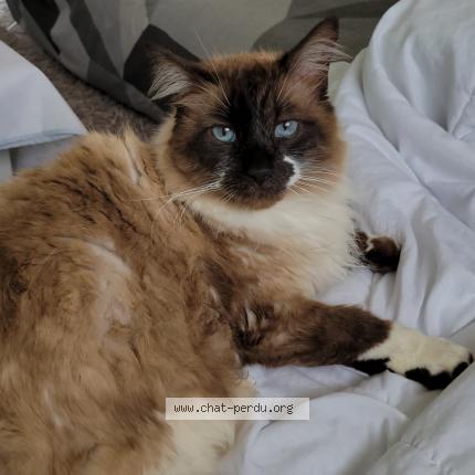 Foto 1/1 Hardi Chat perdido en Saucats