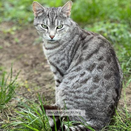 Foto 1/1 Rafiki Chat perdido en Troyes