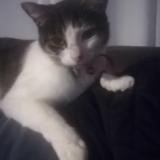 Foto del gato perdido en St Macaire En Mauges