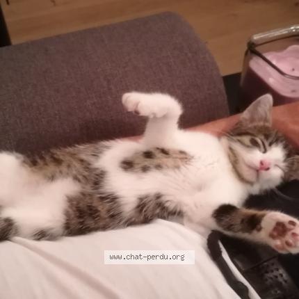 Foto 3/5 ZEUS Chat perdido en St macaire en mauges