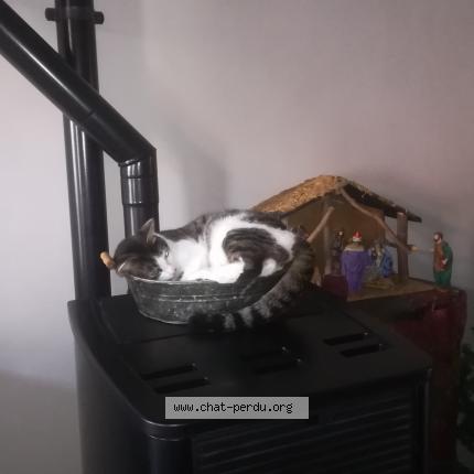 Foto 4/5 ZEUS Chat perdido en St macaire en mauges