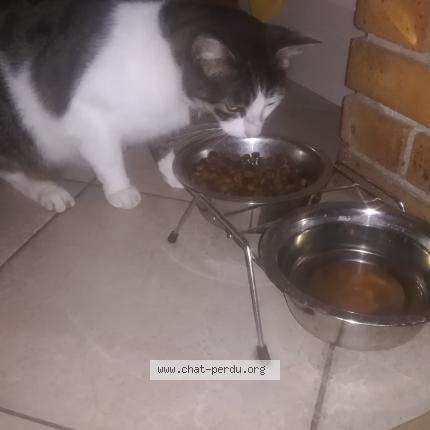 Foto 5/5 ZEUS Chat perdido en St macaire en mauges