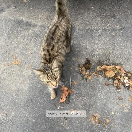 Foto 1/1 Gato encontrado Encontrado en Roubaix