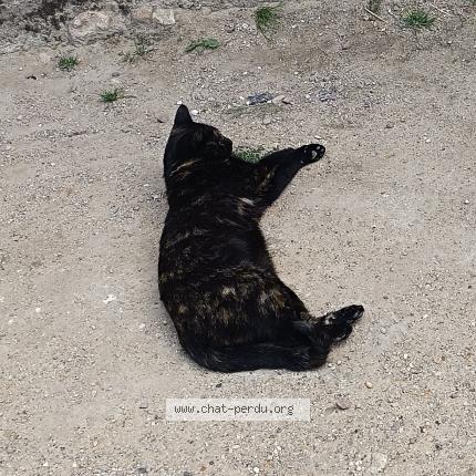 Foto 1/1 Candy Chat perdido en Saint georges des sept voies