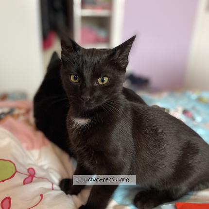 Foto 1/1 Tétris Chat perdido en Saint berthevin