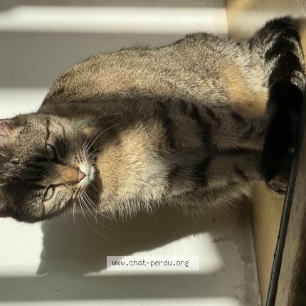 Foto 2/2 Jeannette Chat perdido en Begles