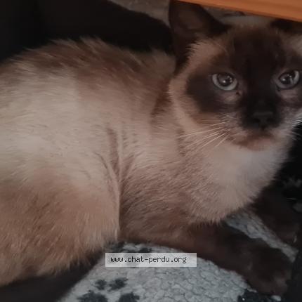 Foto 1/1 Gato encontrado Encontrado en Ribarrouy