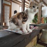 Foto del gato perdido en Valencay