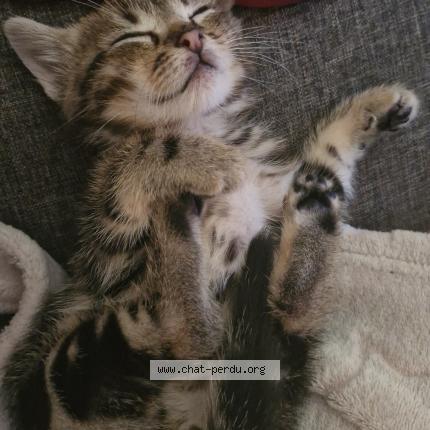 Foto 1/1 Gato encontrado Perdido en La coucourde