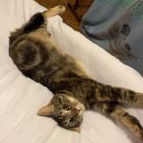 Foto del gato perdido en Etupes