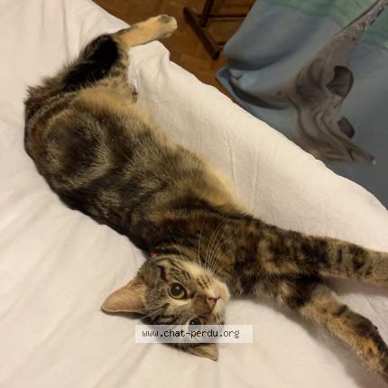 Foto 1/1 Kiara Chat perdido en Etupes