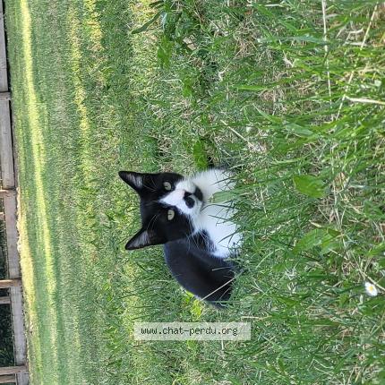 Foto 1/1 Eliot Chat perdido en St nazaire de pezan