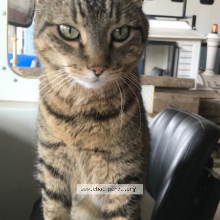 Foto 1/1 Déclic Chat perdido en La villeneuve en chevrie