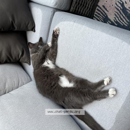 Foto 1/1 Gustave Chat perdido en Ile des soeurs verdun