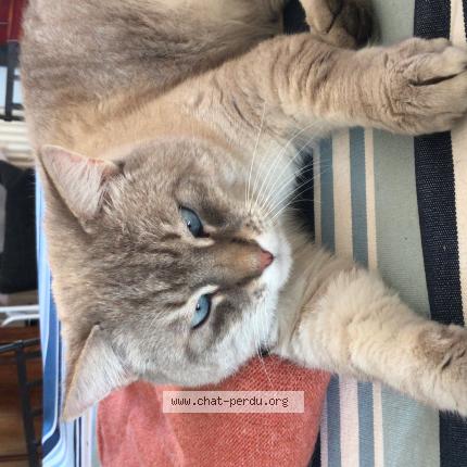 Foto 1/1 Gribouille Chat perdido en Colomiers