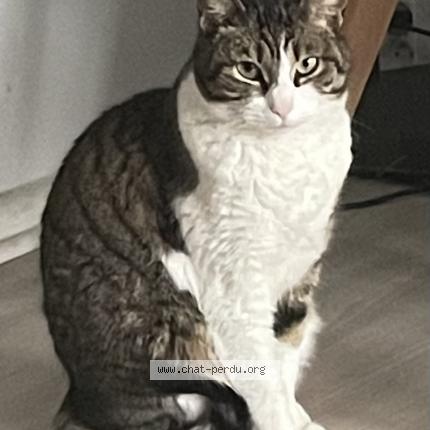 Foto 1/1 Tilou Chat perdido en Saint bonnet de mure