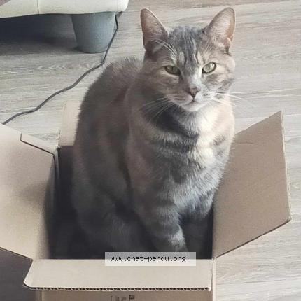 Foto 1/1 Raven Chat perdido en Douai