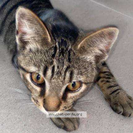 Foto 1/1 Nifang Chat perdido en Antibes