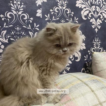 Foto 1/1 Salma- Mimi Chat perdido en Patte d oie