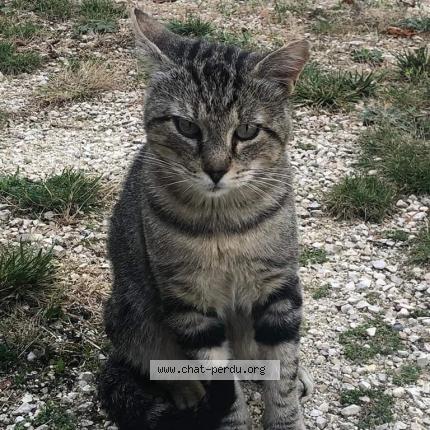 Foto 1/1 Gato encontrado Encontrado en Montboucher sur jabron