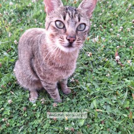 Foto 1/1 Tigrou Chat perdido en Pace