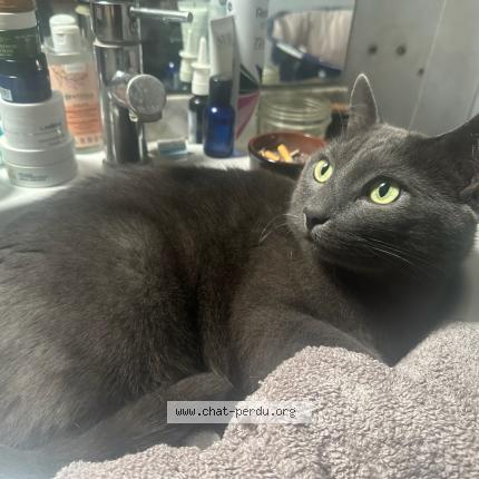 Foto 1/1 pedro Chat perdido en Avon