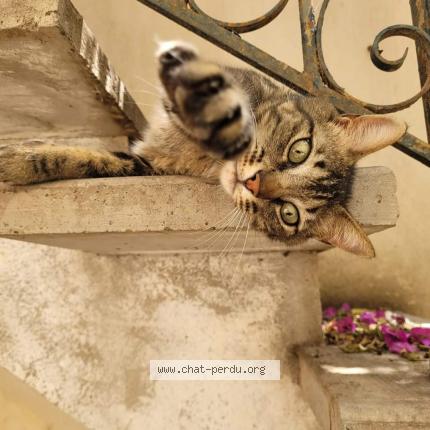 Foto 2/2 Miette Chat perdido en Pailhes