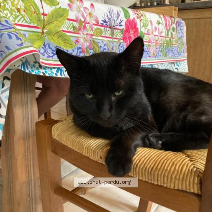 Foto 1/1 Gato encontrado Encontrado en Chateau l eveque