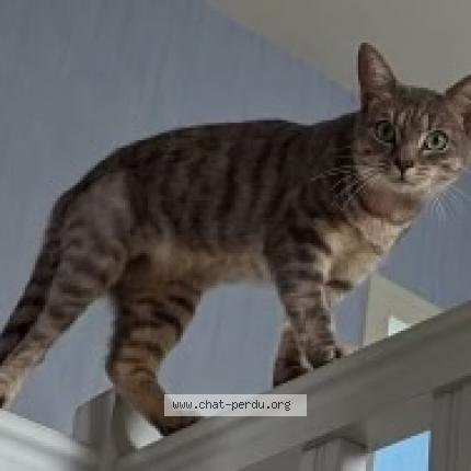 Foto 1/1 Olympe Chat perdido en St mars d outille